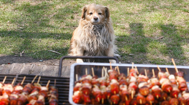 anticuchos-carne-perros.jpg
