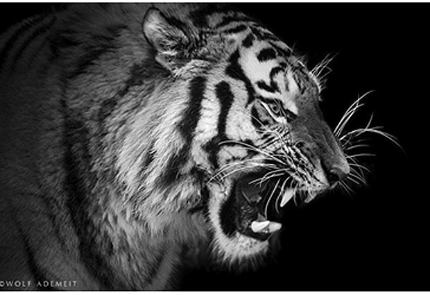 Free Images : black and white, zoo, fauna, close up 